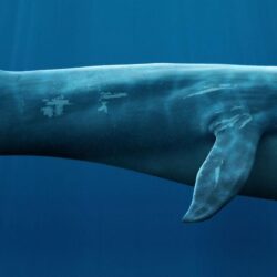 Bowhead whale – Questionable Evolution
