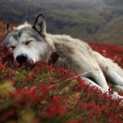 Wolf wallpapers #