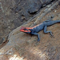 Agama lizard Wallpapers HD for Android