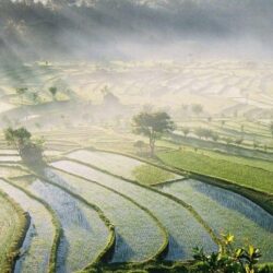 Bali Rice Fields wallpapers