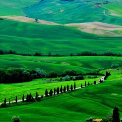 Fields trees italy road Tuscany wallpapers
