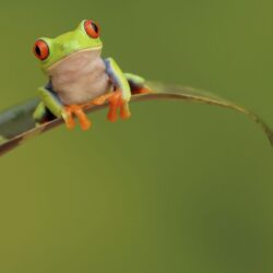 frog wallpapers