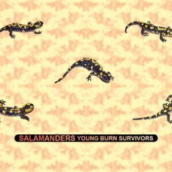 Salamanders Young Burn Survivors : Salamanders Wallpapers