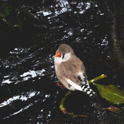 Zebra Finch Pictures