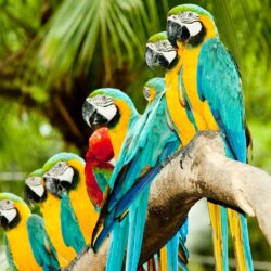 Parrot Wallpapers 17