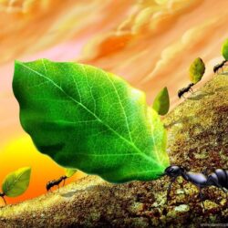 Ant Wallpapers Tag Desktop Backgrounds
