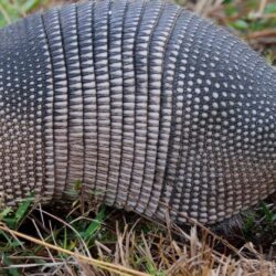 Best 45+ Armadillo Wallpapers on HipWallpapers