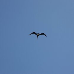 tern sternidae
