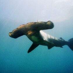 Free Download Hammerhead Sharks Atlantis Bahamas Hd Wallpapers