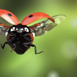 Image Ladybugs Flight Animals Closeup