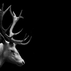 deer animal wallpapers hd 32379