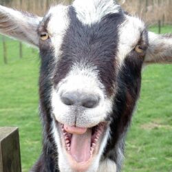 Funny Goat wallpapers