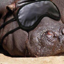 Animals hippopotamus wallpapers