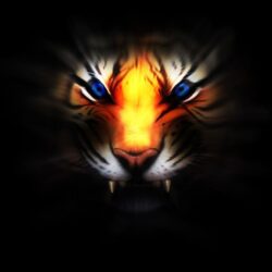 235 Tiger Wallpapers
