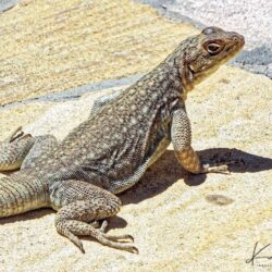 Unusual and Beautiful Geckos, Swifts and Reptiles of