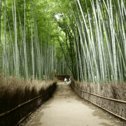 Arashiyama Bamboo Forest in Kyoto Stock Video Footage