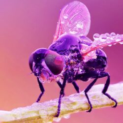 Wet Housefly wallpapers