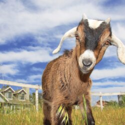 Cute Goats Wallpapers, Pictures, Image