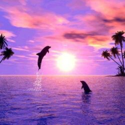 Dolphin Beach Wallpapers