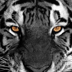 Tiger Eyes Wallpapers