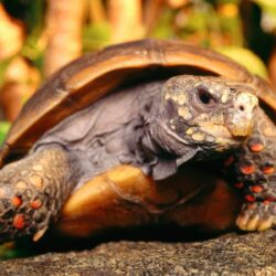 Tortoise wallpapers wallpapers for free download about
