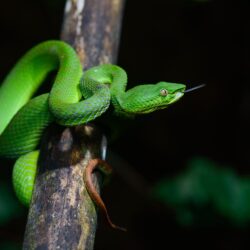 Trimeresurus