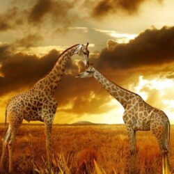 Best wallpapers of Giraffes at Safari 1024×768