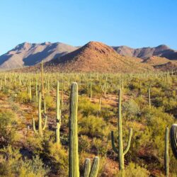 Saguaro National Park