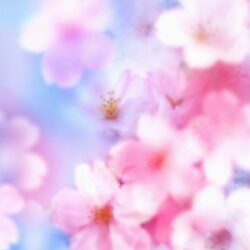 Desktop hd sakura flower backgrounds