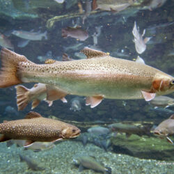 50+ Rainbow Trout Wallpapers