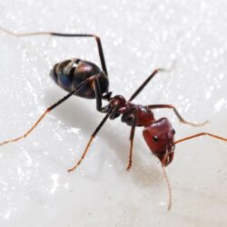 Ant Wallpapers and Backgrounds Image