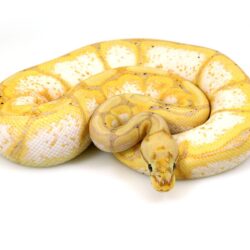 ball python, banana spider
