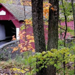 Bridges: Frankenfield Covered Bridge Tinicum Pennsylvania Trees