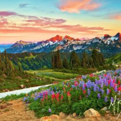 Mountains: Mount Rainier National Park Flowers Sunset Delta River