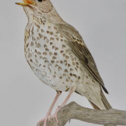 Song Thrush, Watercolour painting by : A.Wiggins