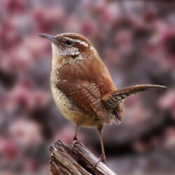 nature birds wren wallpapers High Quality