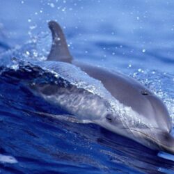 dolphin wallpapers