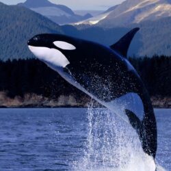 HD Killer Whale