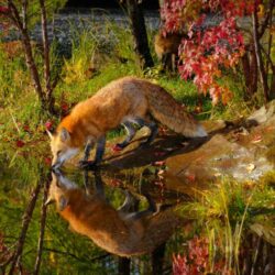 Wallpapers For > Red Fox Wallpapers National Geographic