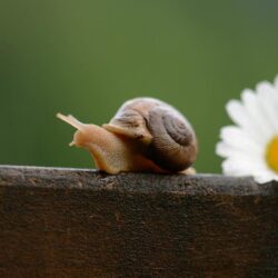 Cute Snail Wallpapers HD 20035