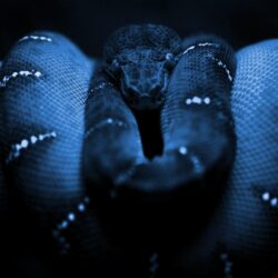 Desktop Boa Snake Image Wallpapers