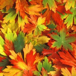 Fall Leaf Wallpapers 3D Colors Of Fall Wallpapers HD Wallpapers