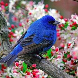 Blue bird wallpapers and image