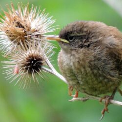 wren small bird hd widescreen wallpapers / birds backgrounds