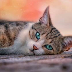 Blue Eyes Cat Wallpapers HD For Desktop
