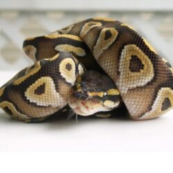 Ball Python Wallpapers HD Wallpaper Backgrounds Of Your Choice