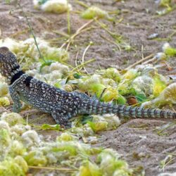 Unusual and Beautiful Geckos, Swifts and Reptiles of