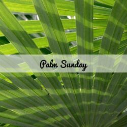 Palm Sunday HD Wallpapers and Image Download Free
