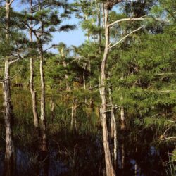 Nature: Dwarf Cypress Forest Everglades National Park Florida