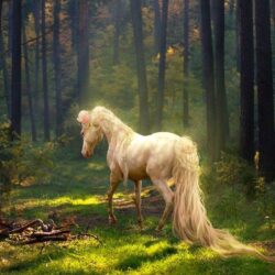 Horse horses nature wildlife animal wallpapers